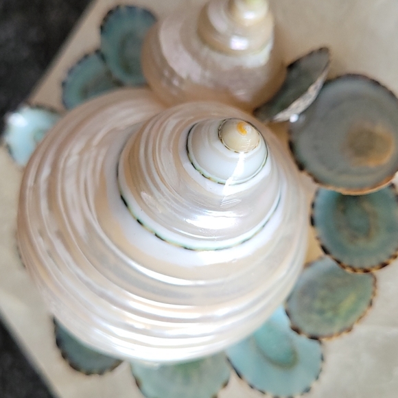 Marjorie Bloom Shell Trinket Box - Picture 7 of 11